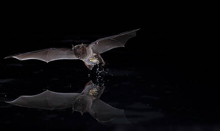 "Bat Island" ist ein reich bebildertes Buch, das einzigartige Einblicke gibt in die geheimnisvolle Welt tropischer Fledermäuse.