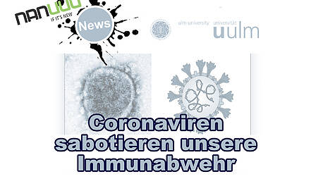 Coronaviren sabotieren unsere Immunabwehr