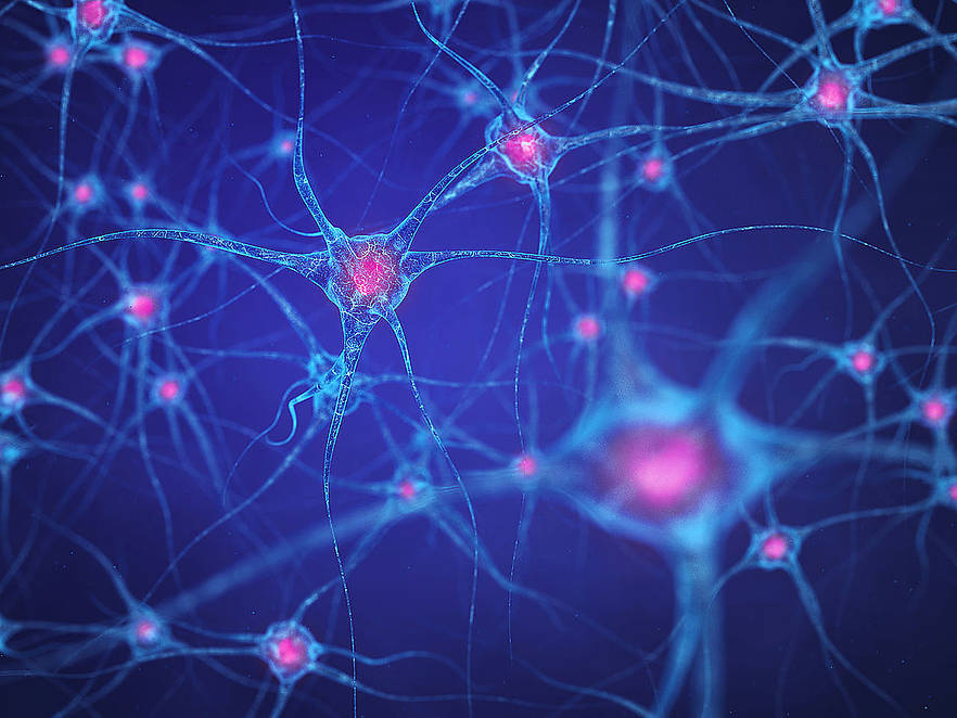 Nanofasern aus Peptiden helfen Neuronen bei der Regeneration