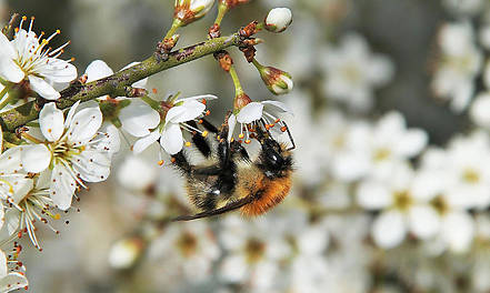 Honigbienen-Parasit erhöht Virus-Risiko von Wildbienen