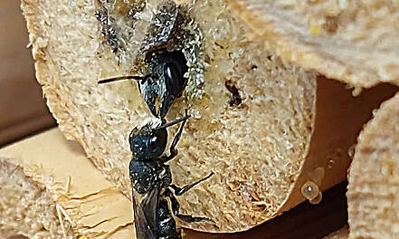 Pestizid beeinflusst Paarungsverhalten von Wildbienen. Männchen werben kürzer, Weibchen produzieren weniger Pheromone