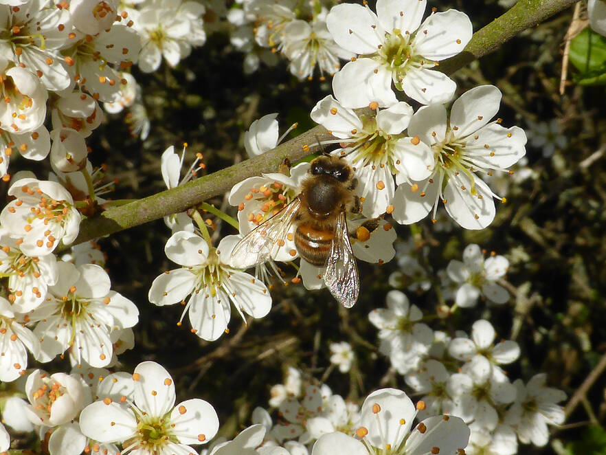Varroamilben schaden Honigbienen doppelt - Parasitische Milben begünstigen die Verbreitung opportunistischer Viren