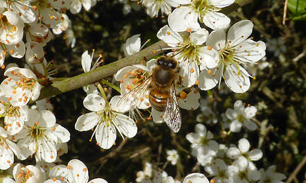 Varroamilben schaden Honigbienen doppelt - Parasitische Milben begünstigen die Verbreitung opportunistischer Viren