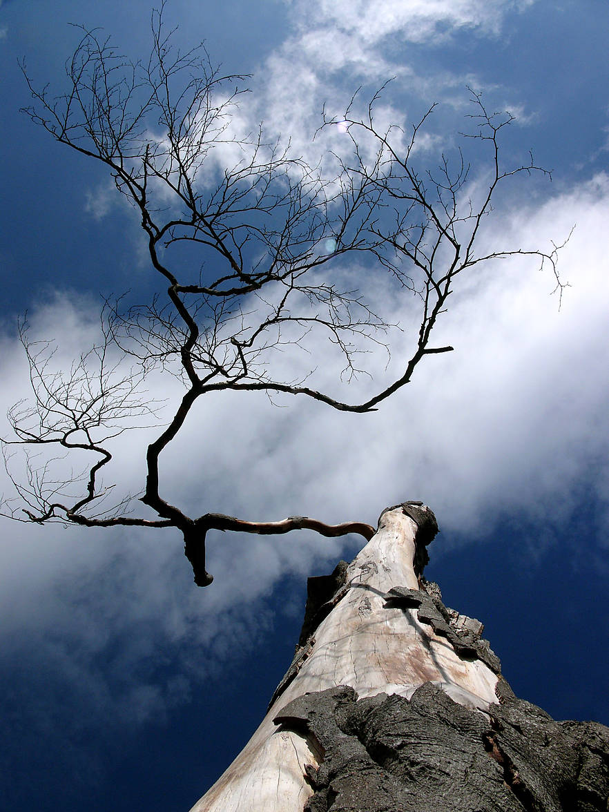 Forscher um Prof. Steven Jansen haben untersucht, welche Eigenschaften einen Baum in einer Trockenperiode besonders gefährden.